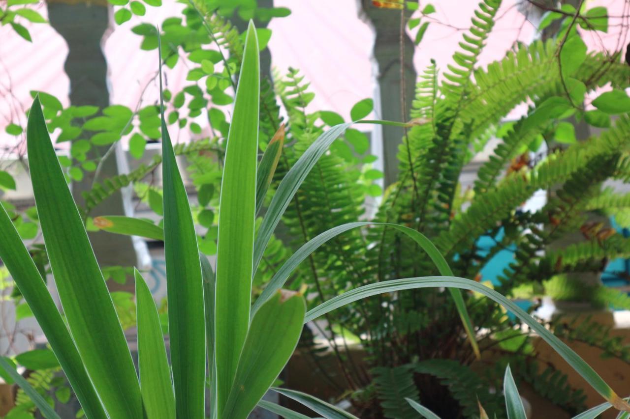 Kalon Homestay, Hai Ba Trung, Hn Hanoi Eksteriør bilde